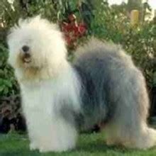 Image result for Commodore 64 Joystick