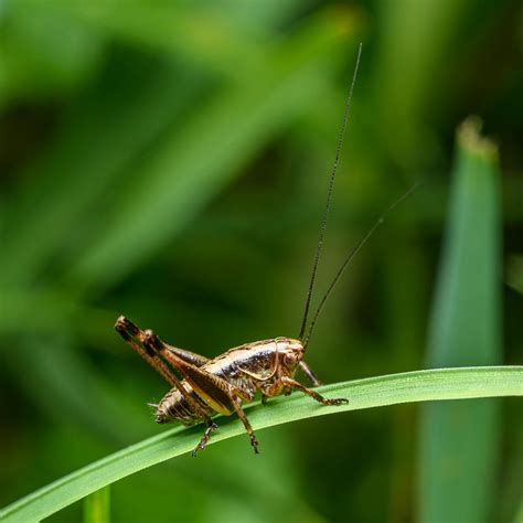 Image result for Cricket Insect