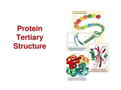 PPT - Exploring Protein Tertiary Structure Data: PDB Visualization ...