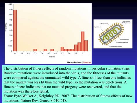 Toradh íomhá ar Mutationism