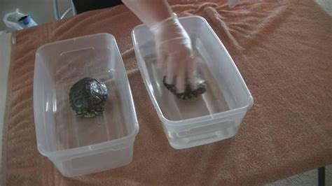 Turtle Shell Repair Kit に対する画像結果