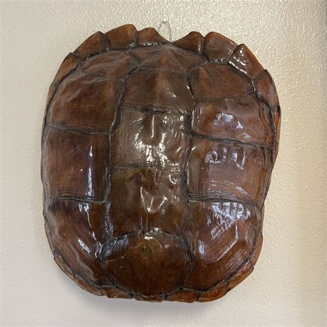 Toradh íomhá ar Snapper Turtle Shell Pictures