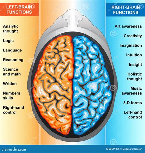 Image result for Brain Function