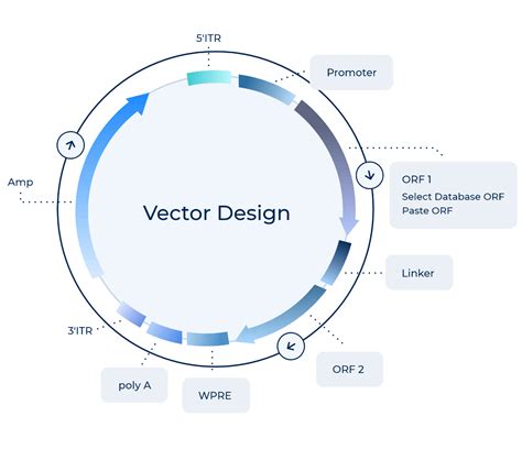 Image result for Pbav Vector
