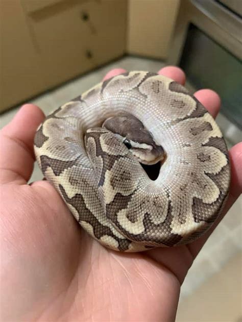 Image result for Bamboo Stranger Ball Python