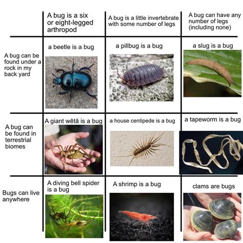 Image result for Coding Bug Chart