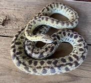 Full-Grown Spotted Python に対する画像結果