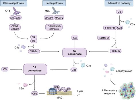 Afbeeldingsresultaten voor C3 Complement Cascade