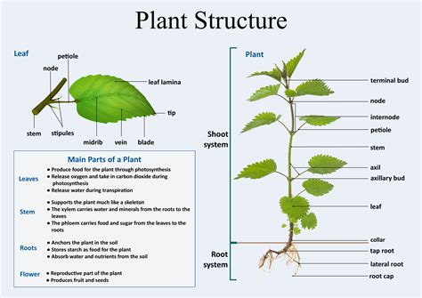 Plant Structure Student に対する画像結果