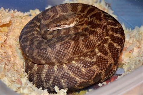 Comen Stimson Python に対する画像結果