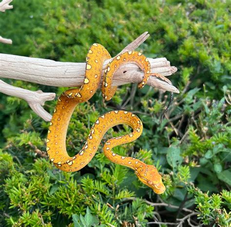 Image result for Male Green Python