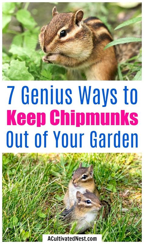 Afbeeldingsresultaten voor How to Keep Chipmunks From Garden