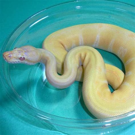 Image result for Albino Enchi Ball Python