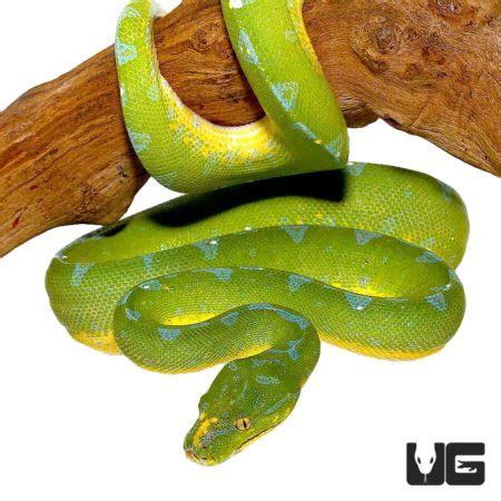 Image result for Sorong Green Tree Python