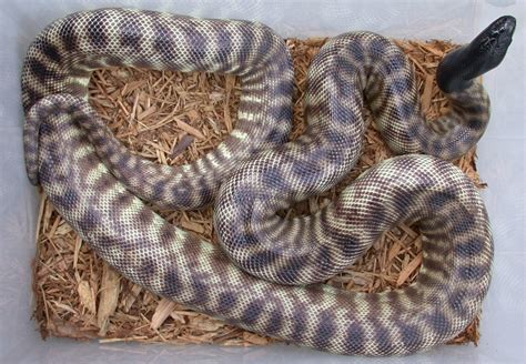 Black Headed Pythons