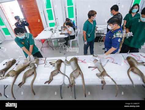 Toradh íomhá ar Monkey in Cage Animal Testing