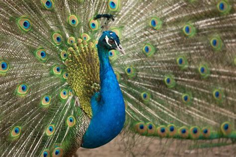 Image result for Peacock Stick Drawing