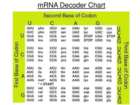 Decoder Chart に対する画像結果