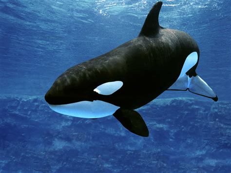 Image result for Orca in Rain