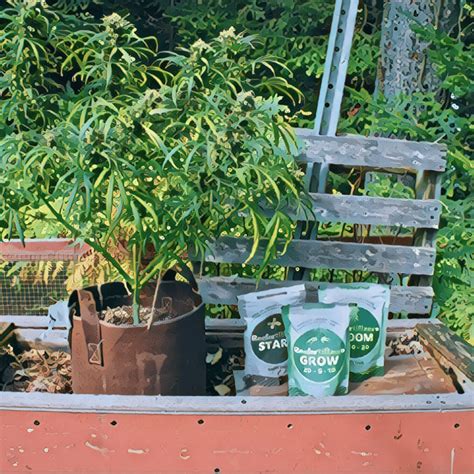 Image result for Growing a Autoflower