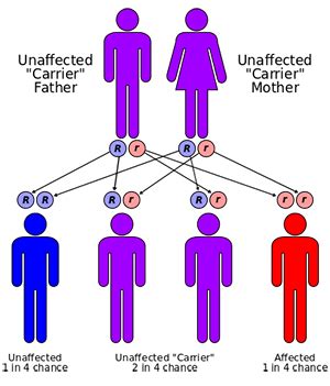 Inheritance Biological Genes に対する画像結果