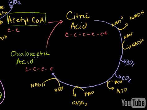 Khan Academy TCA Cycle に対する画像結果
