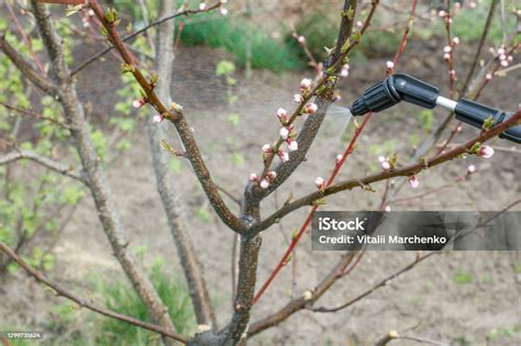 Toradh íomhá ar What Does a Young Nectarine Tree Look Like