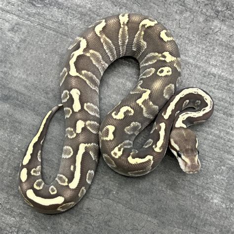 Afbeeldingsresultaten voor Het Ghost Ball Python