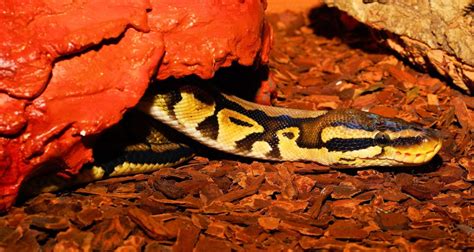 Image result for Ball Python Beeding Set Up