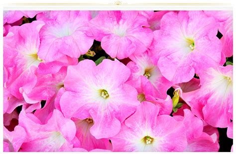 Image result for Flower and Pink Colour