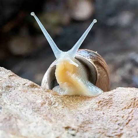 Image result for Snail Trail Quilt Pattern Cat Tutorial