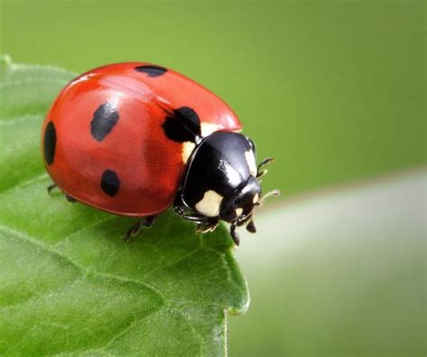 Image result for Ladybug Fun Facts for Kids