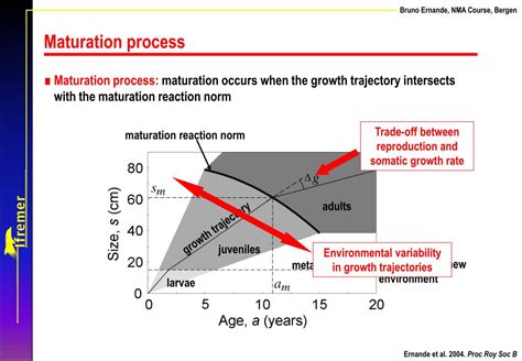 Maturation Cycle に対する画像結果
