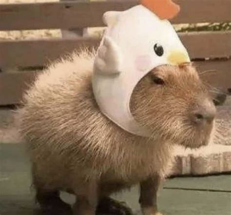 Toradh íomhá ar Capybara Dressed Up