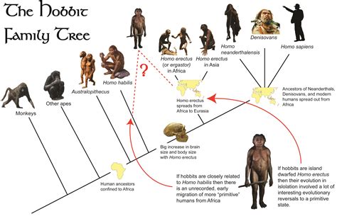 Image result for Neanderthal Evolution Chart