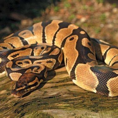 Burmese Python Reticulated に対する画像結果