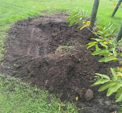 Image result for Well Composted Chicken Manure