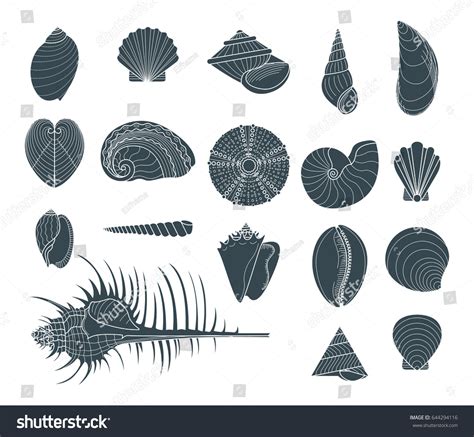 Image result for Types of Shells Vector