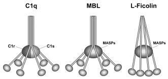 Afbeeldingsresultaten voor C1q Electron Microscope Complement System