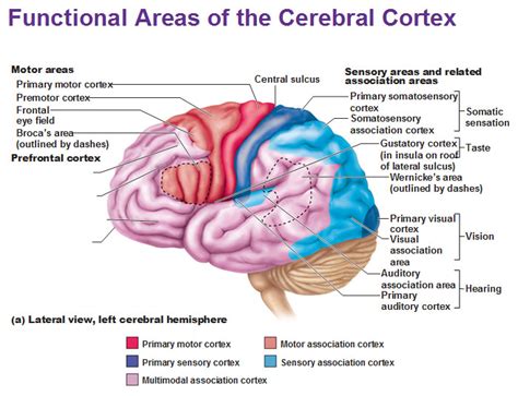 Toradh íomhá ar Lateral Integration Primary Visual Cortex