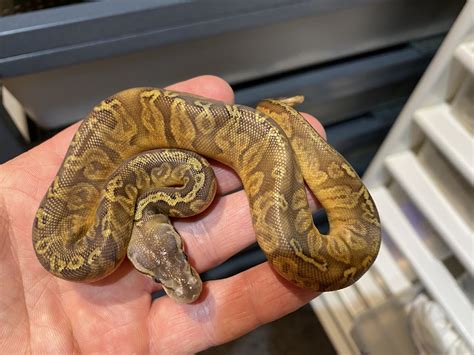 Image result for Sunset Ball Python Hatchling