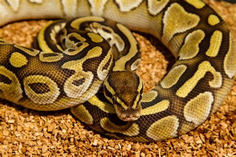 Ball Python Snake Outline に対する画像結果