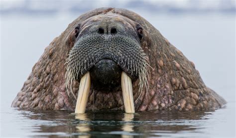 Python Walrus に対する画像結果