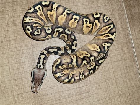 Image result for Het Ghost Ball Python