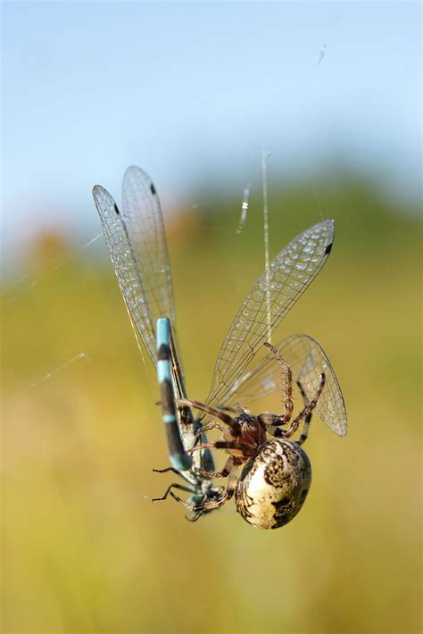 Insects & Macro Photography Workshop | Nature Photography Courses