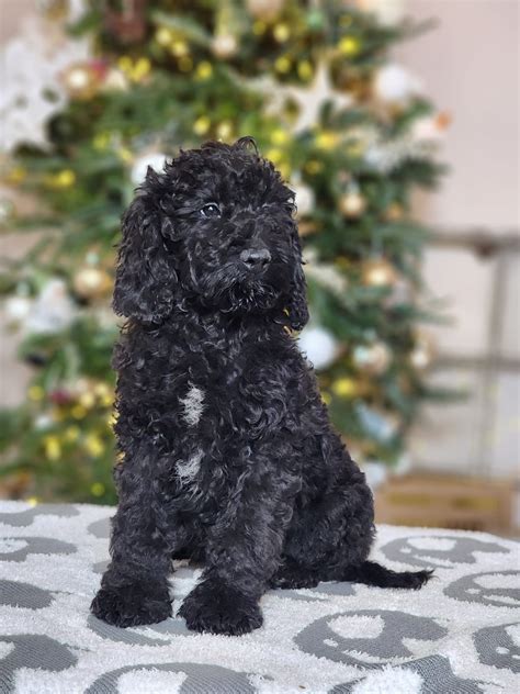Image result for Cockapoo Puppy Breeders