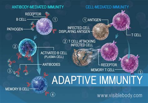Afbeeldingsresultaten voor Adaptive Immunity Flow Chart