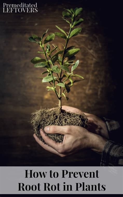 Image result for How to Treat Root Rot