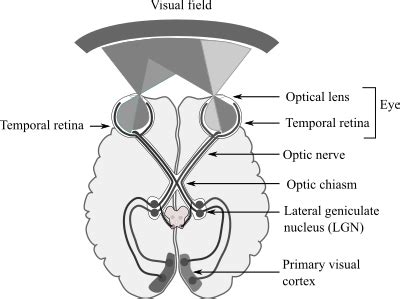 Visual Processing Pathway に対する画像結果