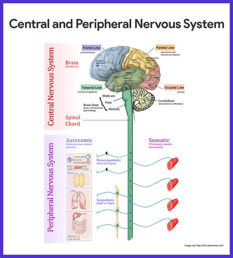 Image result for Peripheral Nervous System Labelled